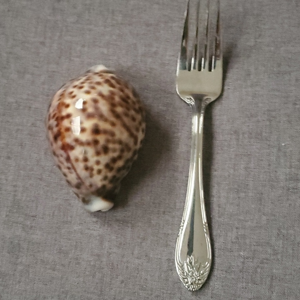Spotted Seashell Decor Tiger Cowrie Cypraea Tigris Leopard Pattern Seashell